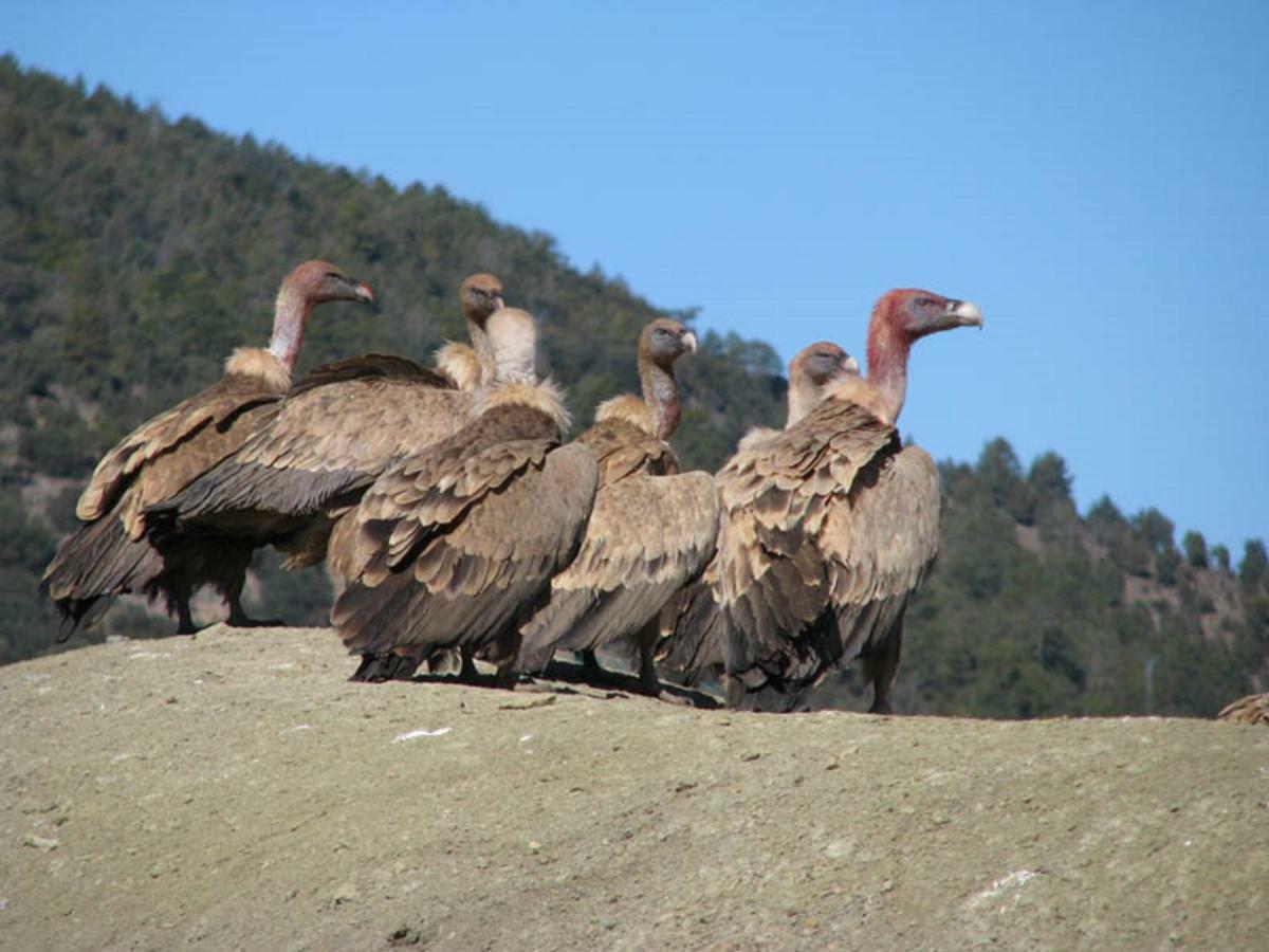 Casa La Herradura Royuela Dış mekan fotoğraf